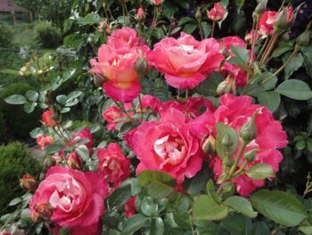 róże wielkokwiatowe