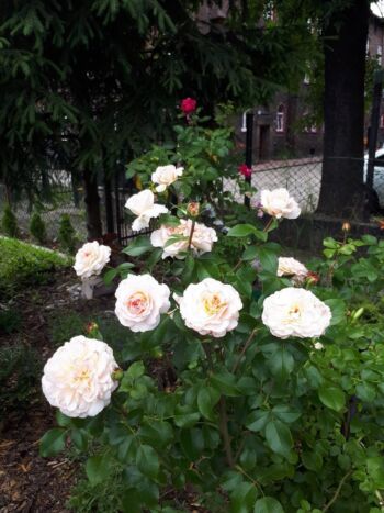 róże wielkokwiatowe