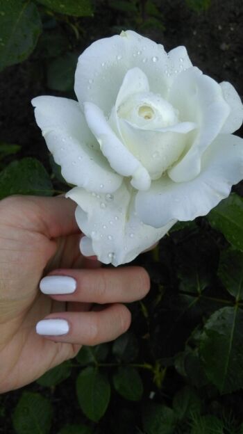 róże wielkokwiatowe annapurna