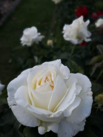 róża wielkokwiatowa chopin