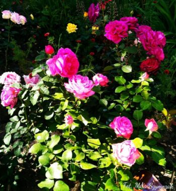 róże wielkokwiatowe mon petit chou