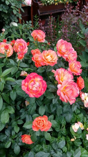 róże wielkokwiatowe herbaciane