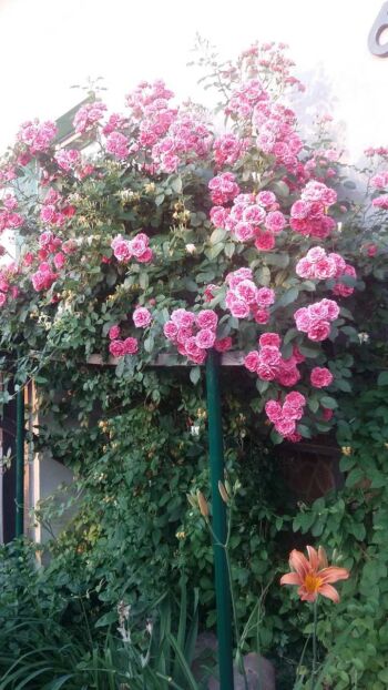 różowa róża pnąca