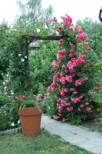 różowa róża pnąca