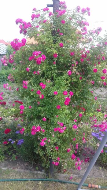 różowa róża pnąca