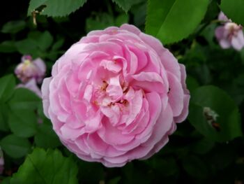 różowa róża wielkokwiatowa