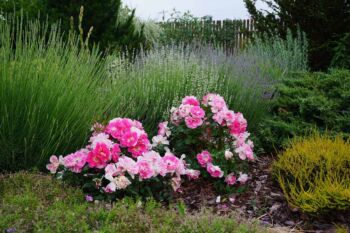 różowe róże miniaturowe