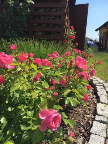 różowe róże rabatowe