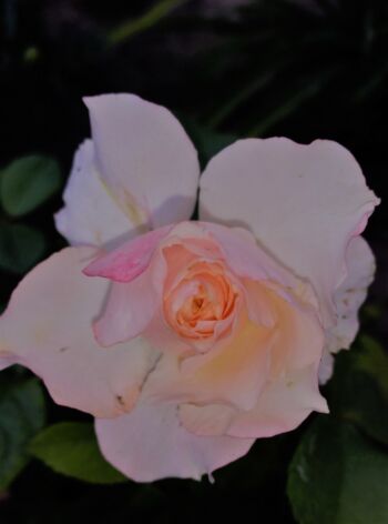 sourire du havre róże wielkokwiatowe