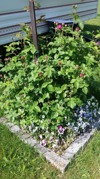 tanie sadzonki róż