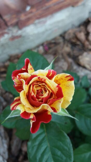 vanille fraise wielobarwna róża pnąca