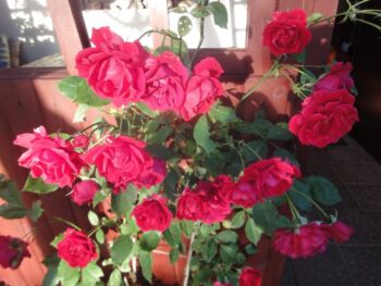 wielkokwiatowa czerwona róża