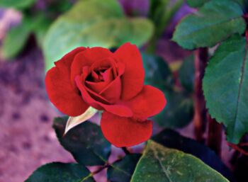 wielkokwiatowa róża czerwona