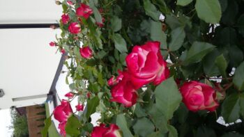 wielobarwna róża pienna monaco