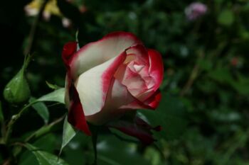 wielobarwna róża wielkokwiatowa