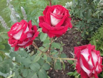 wielobarwne róże wielkokwiatowe