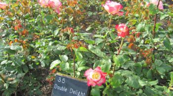 wielobarwne róże wielkokwiatowe double delight