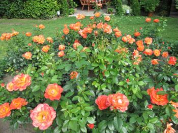 wytrzymałe róźe rabatowe fellowship