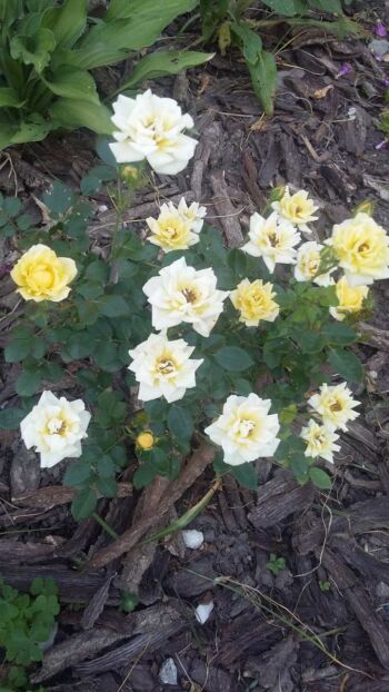 yellow fairy róże okrywowe