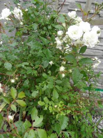 alba meidiland róża okrywowa