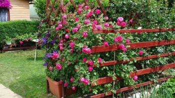 aleksander mackenzi niezniszczalne róże krzaczaste