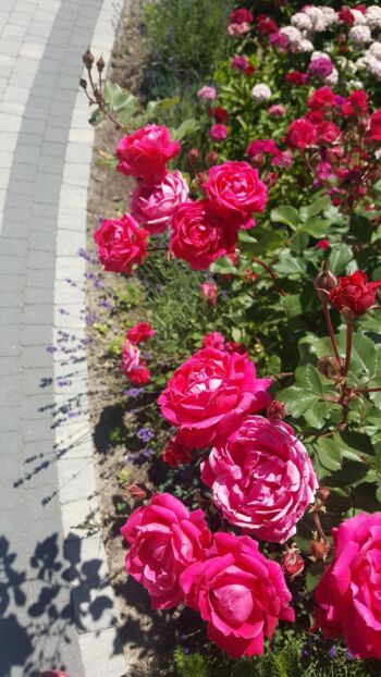 Alexander MacKenzi niezniszczalne kanadyjskie róże krzaczaste