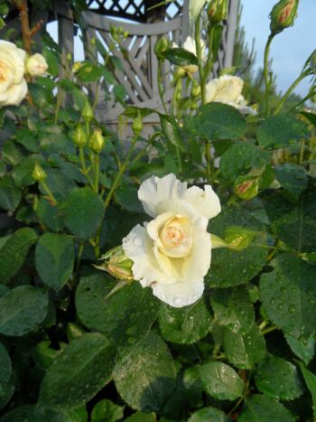 angielska róża parkowa pnąca