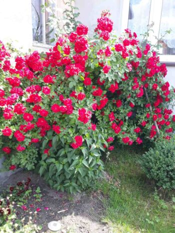 blaze superior czerwone róże pnące