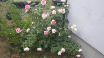 cesar róża parkowo pnąca