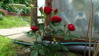 czerwona róża miniaturowa