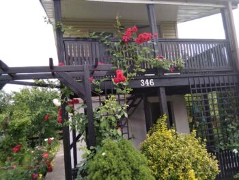 czerwona róża pnąca