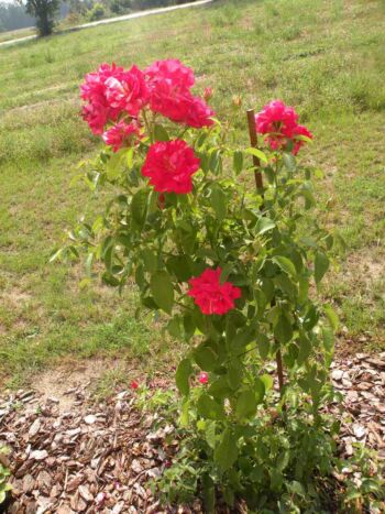 czerwone róże ogrodowe