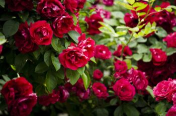 czerwone róże rabatowe ogrodowe