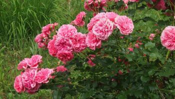 elmshorn róża parkowa