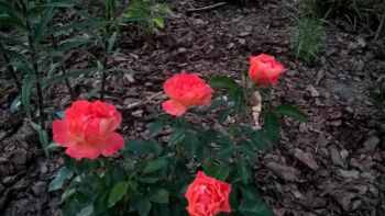 fellowship róże rabatowe