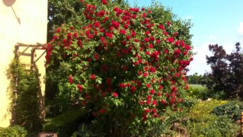 flammentanz czerwona róża pnąca