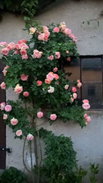 glorie de dijon róże historyczne