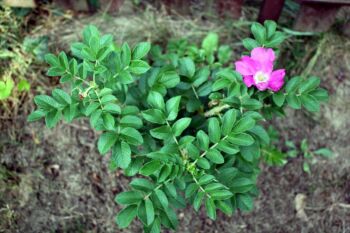 hansa rosa rugosa odporne róże krzaczaste