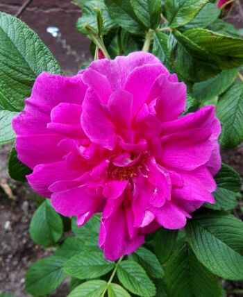 hansa rosa rugosa odporne róże krzaczaste