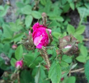 hansa róza krzaczasta