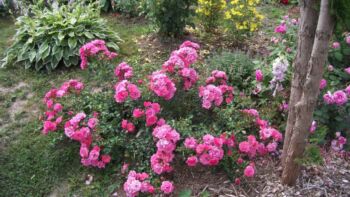 heidetraum odporne róże okrywowe