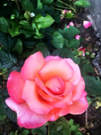 herbaciana pachnąca róża