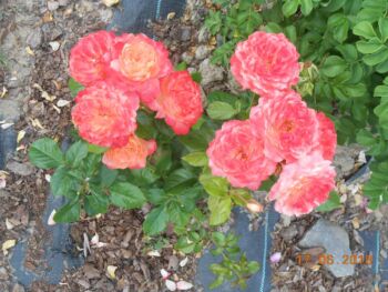 herbaciane róże rabatowe_samaritan