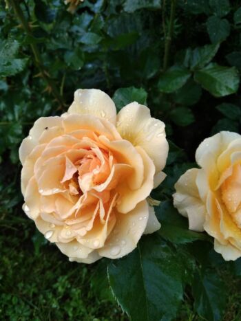 herbatnia róża wielkokwiatowa