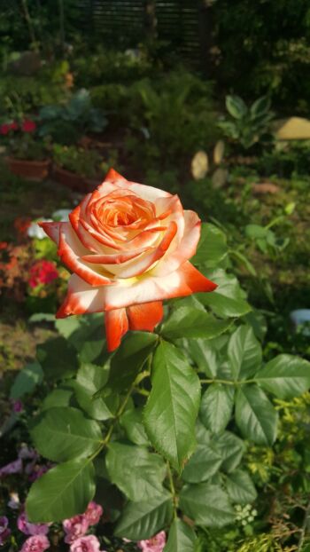 imperatrice farah róża wielkokwiatowa