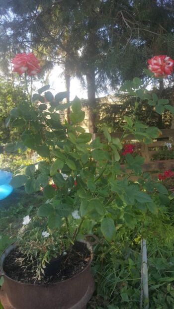 imperatrice farah róże wielkokwiatowe