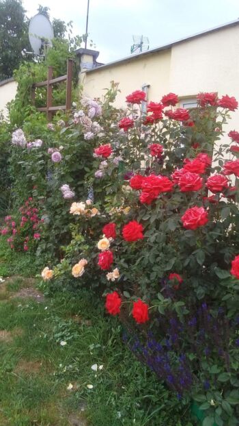 kompozycja róż pnących