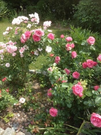 kwiaty róże ogrodowe