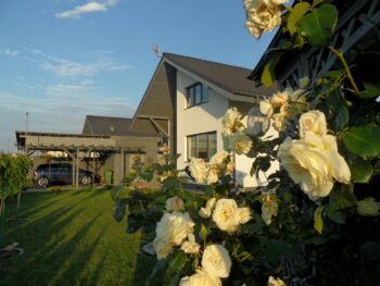 lemon parody róża angielska