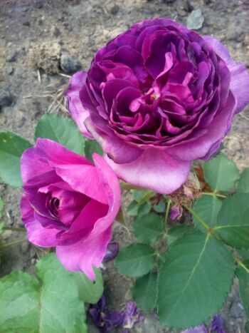 minerva niebieskie róże rabatowe